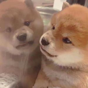 日本丰满巨乳美女和黑人乱搞
